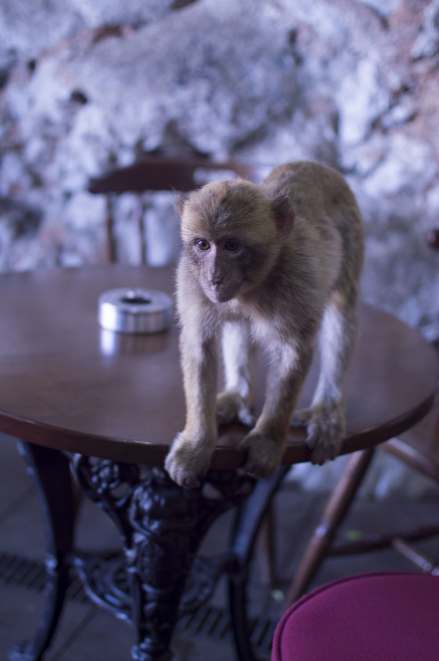 Is Gibraltar worth visiting? - monkeys!