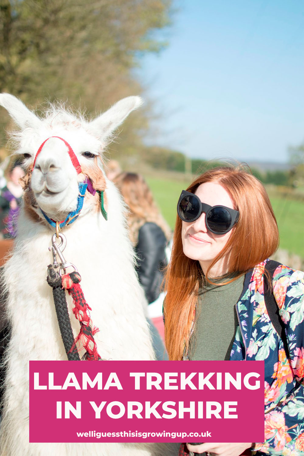 Llama trekking in Nidderdale, Yorkshire - UK travel ideas